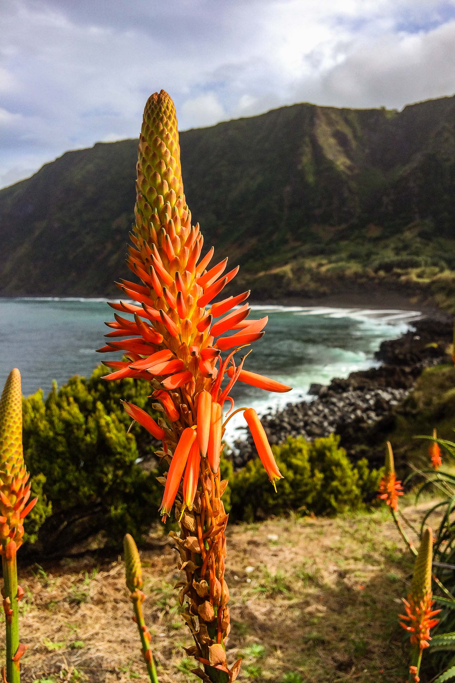 Aloe flowers on Faial, Azores