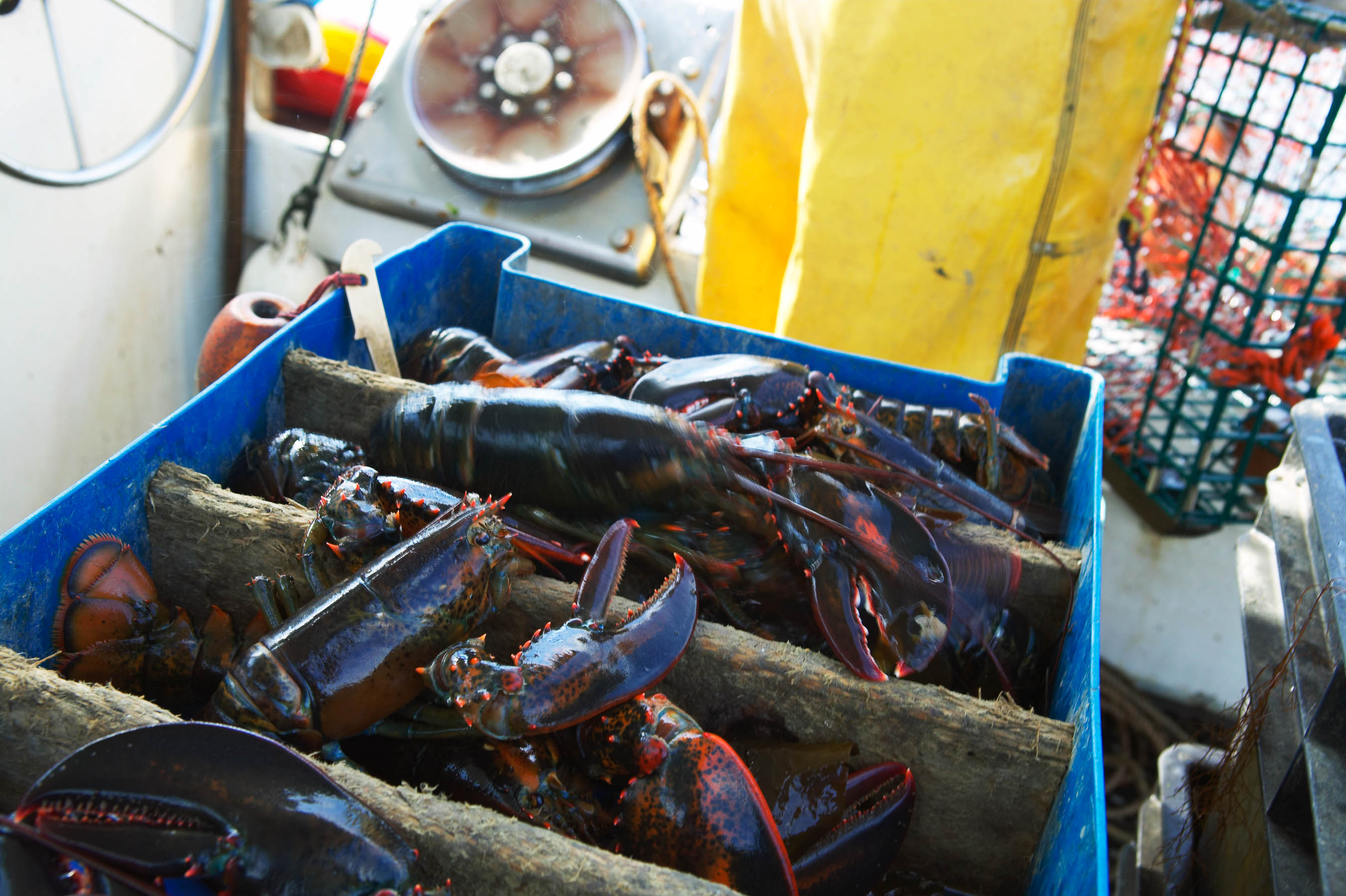 Catch of lobsters on a lobster boat