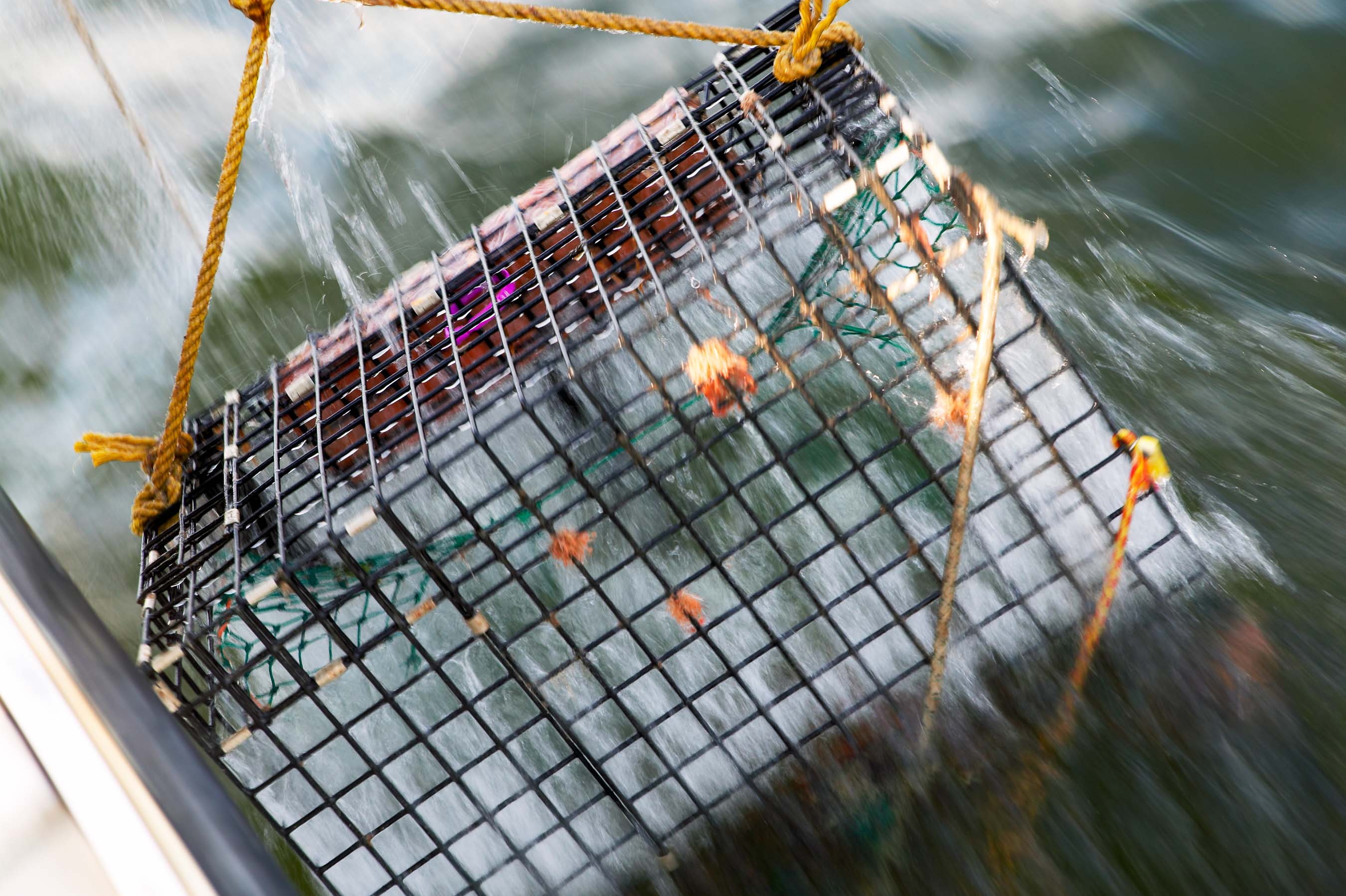 Lobster trap being hauled