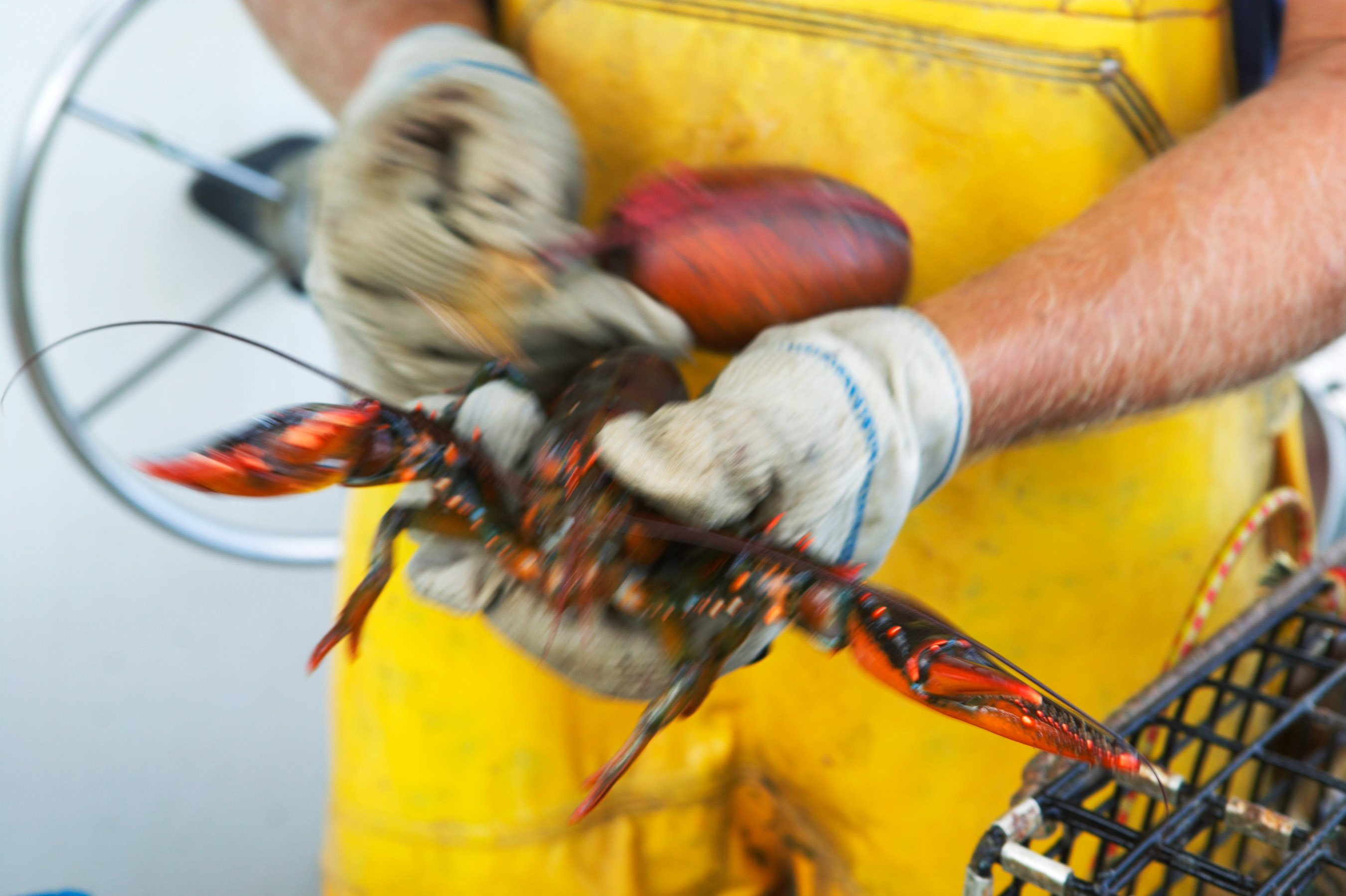 Lobsterman measures a lobster