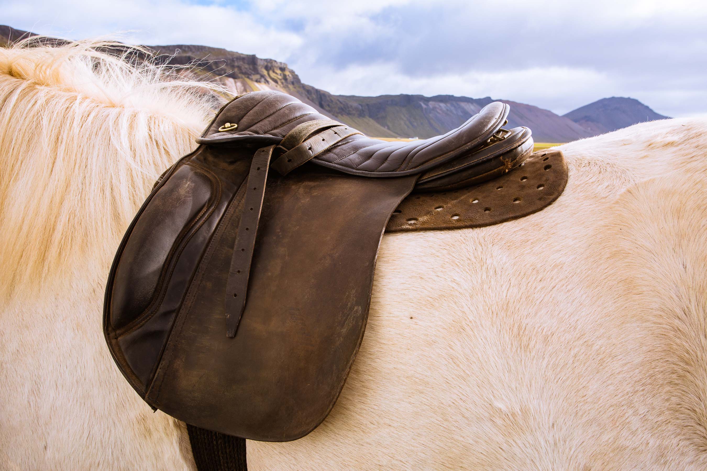 Saddle on Icelandic horse